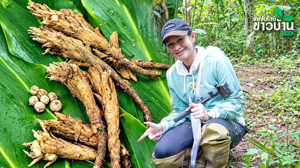 มทร.ตะวันออก ผสานงานวิจัยและอัตลักษณ์ท้องถิ่น ยกระดับ “กระวานจันทบุรี” สู่ตลาด Wellnes